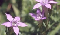 Gentian-Bitterer-Enzian-Glaubensbluete Gentian-Bitterer-Enzian-Glaubensbluete