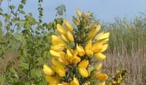 Gorse-Stechginster-Hoffnungsbluete Gorse-Stechginster-Hoffnungsbluete