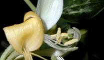 Honeysuckle-Geissblatt-Vergangenheitsbluete- Honeysuckle-Geissblatt-Vergangenheitsbluete-