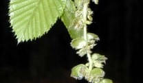 Hornbeam-Hainbuche-Spannkraftbluete Hornbeam-Hainbuche-Spannkraftbluete