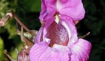 Impatiens-Druesenspringkraut-Zeitbluete Impatiens-Druesenspringkraut-Zeitbluete