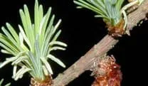 Larch-Laerche-Selbstvertrauensbluete Larch-Laerche-Selbstvertrauensbluete