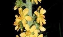 Agrimony-Odermennig-Ehrlichkeitsbluete