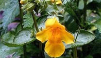 Mimulus-Gauklerblume-Tapferkeitsbluete Mimulus-Gauklerblume-Tapferkeitsbluete