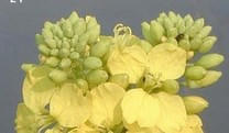 Mustard-Ackersenf-Lichtbluete Mustard-Ackersenf-Lichtbluete