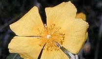 Rock-Rose-Sonnenroeschen-Eskalationsbluete Rock-Rose-Sonnenroeschen-Eskalationsbluete