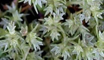 Scleranthus-Einjaehriger-Knaeuel-Balancebluete Scleranthus-Einjaehriger-Knaeuel-Balancebluete