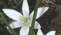 Star-of-Bethlehem-Dold.-Milchstern-Trostbluete Star-of-Bethlehem-Dold.-Milchstern-Trostbluete