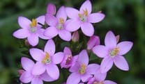 Centaury-Tausendgueldenkrau-Die-Bluete-des-Dienens