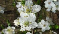 Cherry-Plum-Kirschpflaume-Gelassenheitsbluete